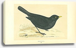 Постер Blackbird 3