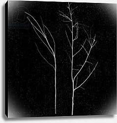 Постер Черокки Джулио (совр) territori innevati - due alberi notte, 2012, photographic contamination