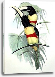 Постер Prince Maximilian's Aracari