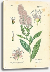 Постер Rosaceae,Spiraeeae, Spiraea salicifolia