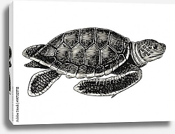 Постер Ретро иллюстрация морской черепахи