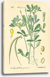 Постер Leguminosae, Trigonella Foenum graecum