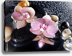 Постер Цветки орхидеи, капли и камни