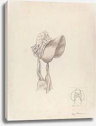 Постер Хьюмс Мэри Wedding Bonnet