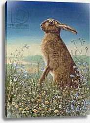 Постер Брумфильд Франсис (совр) Hare, 1984