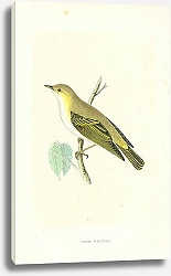 Постер Wood Warbler 3