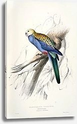Постер Parrots by E.Lear  #16