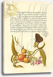 Постер Хофнагель Йорис Ringlet, False Jerusalem Cherry, and Milkwort