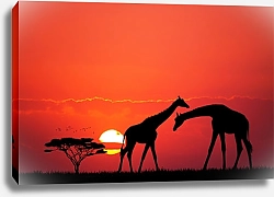 Постер Жирафы на закате