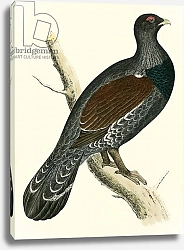 Постер Моррис (акв, птицы) Capercaillie 2