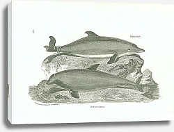 Постер Dolphin, Porpesse 1