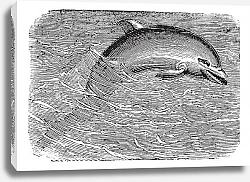 Постер Bottlenose Dolphin or Tursiops truncatus or Tursiops aduncus, vintage engraving