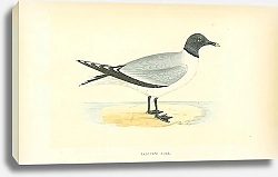 Постер Sabine's Gull 1