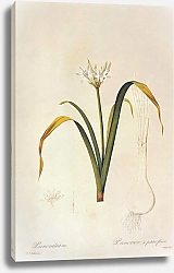 Постер Vagaria parviflora