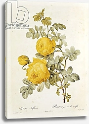 Постер Редюти Пьер Rosa Sulfurea from 'Les Roses' by Claude Antoine Thory engraved by Eustache Hyacinthe Langlois 1817