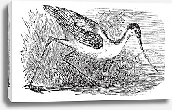 Постер Black-capped Avocet or Recurvirostra bird. Vintage engraved.