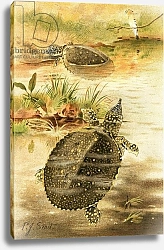 Постер Смит Джозеф (акв) Soft river tortoises