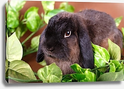 Постер Кролик в листьях