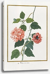Постер Hibiscus rosa sinensis