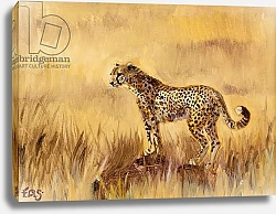 Постер Сандерс Франческа (совр) Cheetah in grass 1, 2013,