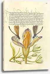 Постер Хофнагель Йорис Damselflies, Spanish Iris, and Star-of-Bethlehem