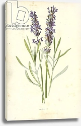 Постер Хулм Фредерик (бот) Lavender