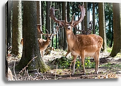 Постер Три молодых оленя в лесу