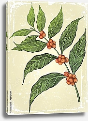 Постер Ветка кофейного дерева
