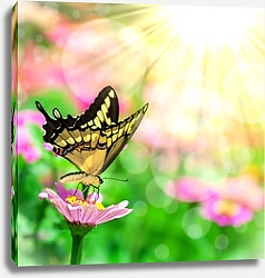 Постер Жёлто-чёрная бабочка на розовом цветке в лучах солнца