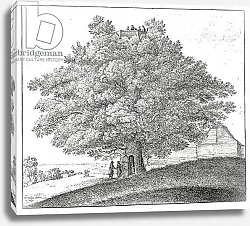 Постер Холлар Вецеслаус (грав) Hollow Tree at Hampstead, 1663