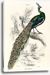 Постер Библиотека натуралиста сэра Уильяма Джардина (1836), величественный мужской портрет павлина