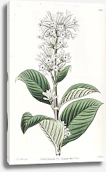 Постер Эдвардс Сиденем Azure-flowered Netseed