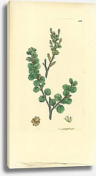 Постер Sowerby Ботаника №18 1