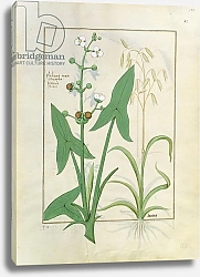 Постер Тестард Робинет (бот) Ms Fr. Fv VI #1 fol.153r Illustration from the 'Book of Simple Medicines'