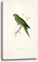 Постер Parrots by E.Lear  #9