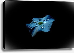 Постер Голубой цветок с каплями росы