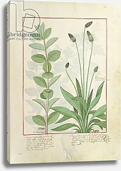 Постер Тестард Робинет (бот) Ms Fr. Fv VI #1 fol.113 Mint and Plantain, or Ribwort