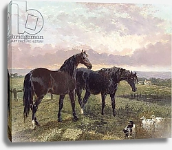 Постер Херринг Джон Two horses grazing at sunset