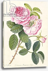 Постер Эгрет Джордж Common Provence Rose