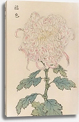 Постер Хасегава Кейка Keika hyakugiku, Pl.34
