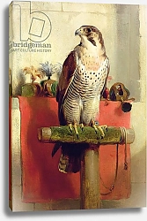 Постер Лэндсир Эдвин Falcon, 1837