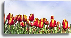 Постер Панорама с желто-красными тюльпанами