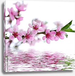 Постер Ветка цветущей вишни над водой