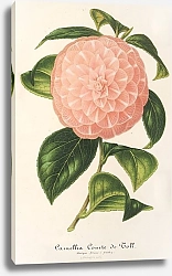 Постер Лемер Шарль Camellia Comte de Toll