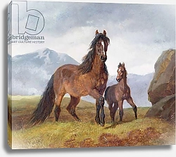 Постер Херринг Джон A Welsh Mountain Mare and Foal, 1854