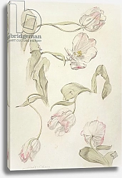 Постер Уильямс Альберт (совр) Tulips