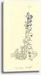 Постер Sowerby Ботаника №12 1