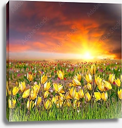 Постер Поле желтых тюльпанов на закате