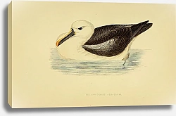 Постер Yellow-Nosed Albatross