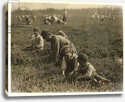 Постер Хайн Льюис (фото) Jo Arnao 3, picking cranberries with his brother 6 and sister 9 at Whites Bog, Browns Mills, New Jersey, 1910